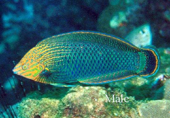  Halichoeres marginatus (Dusky Wrasse)